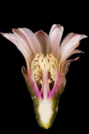 G. bodenbenderianum